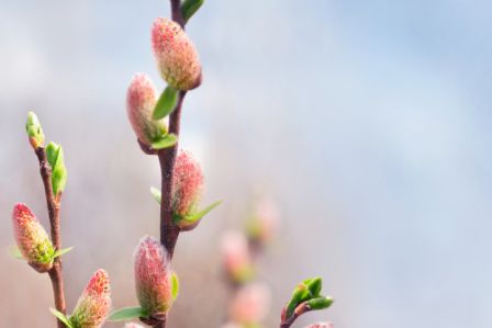 kalendarz biodynamiczny kwiecień