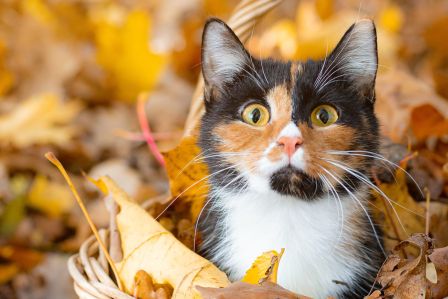 kalendarz biodynamiczny listopad 2025