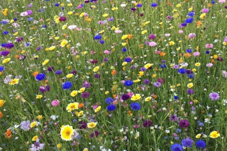 Łąka kwietna zamiast trawnika – dlaczego warto?