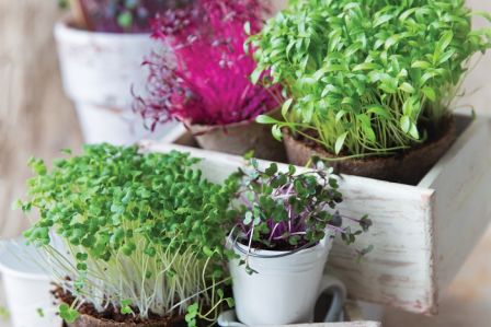 Mikroliście microgreens