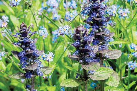 niebieskie kwiaty do ogrodu