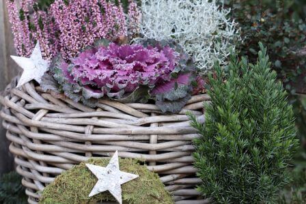niskie rośliny na skalniak