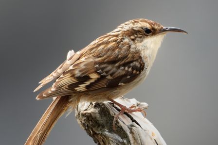 jak wygląda pełzacz ogrodowy ptak