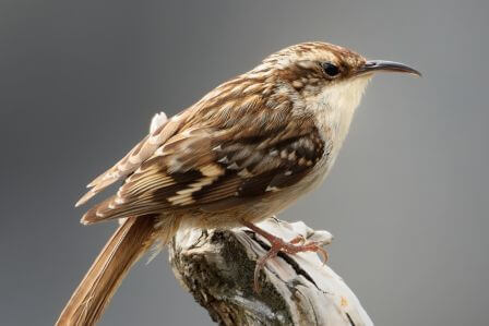 jak wygląda pełzacz ogrodowy ptak