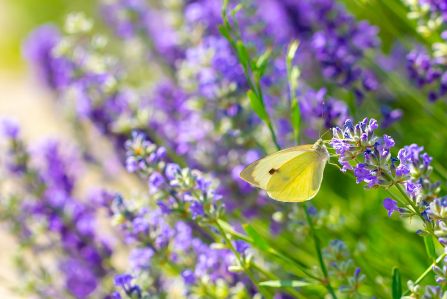 porady ogrodnicze skop