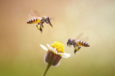 wymieranie pszczół