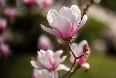 Magnolia w ogrodzie i... w kuchni: jak ją uprawiać i jak marynować jej płatki