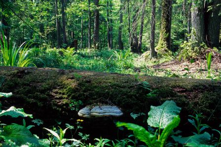 Wykąp się w lesie. Czym jest kąpiel leśna i jak się do niej przygotować?
