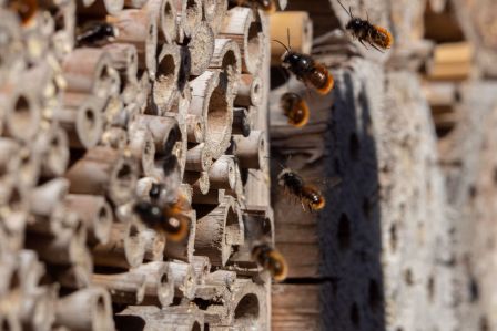 Domek dla owadów: zrób go sam lub powieś gotowy. Zaproś do ogrodu pszczoły, trzmiele, lepiarki...
