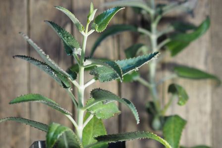 Żyworódka pierzasta – sukulent o magicznych właściwościach