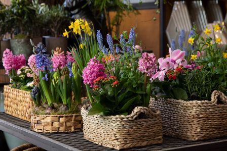 Hiacynt - zwiastun wiosny o zniewalającym zapachu