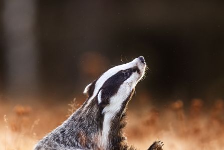 Regulamin konkursu jesień w obiektywie