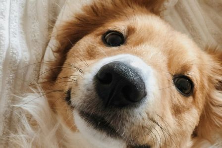 Golden retriever siedzący obok człowieka na tle malowniczych gór o zachodzie słońca. Pies patrzy z ufnością na właściciela, który delikatnie go dotyka