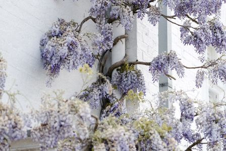 wisteria