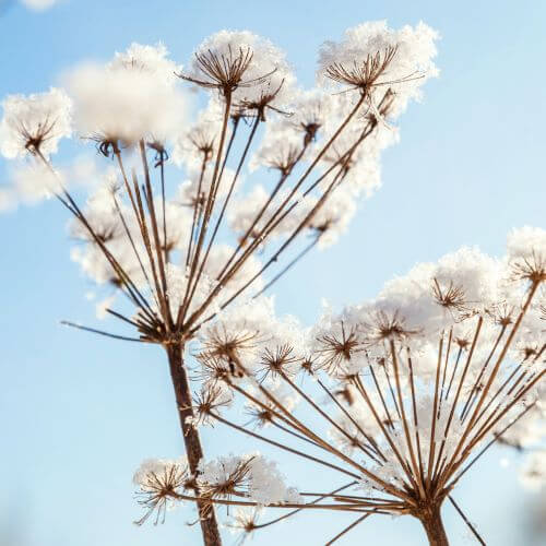 grudzień przysłowia