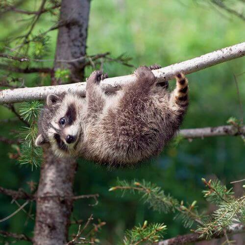 jak żyje szop pracz