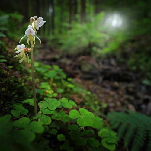 orchidea odmiany