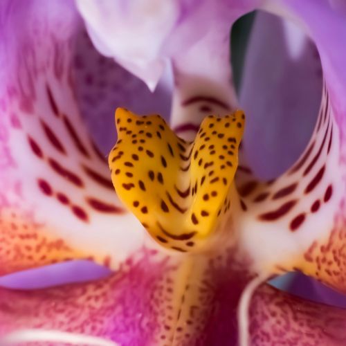 orchidea odmiany