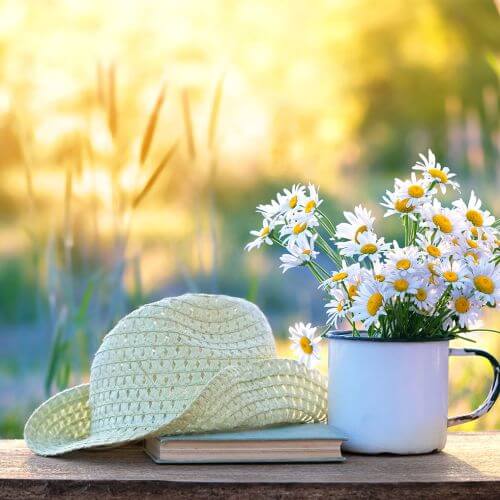 rumianek właściwości lecznicze