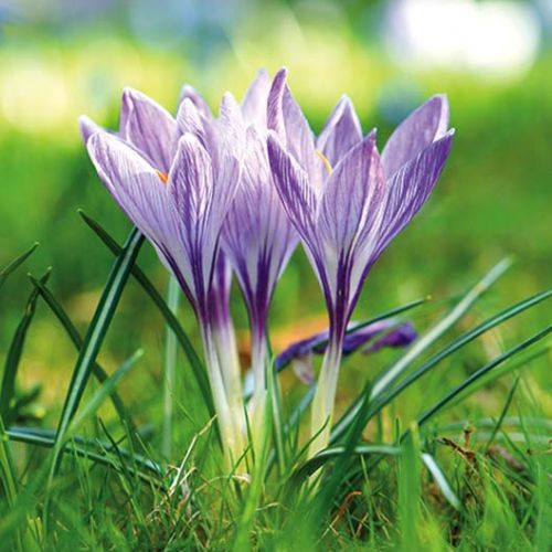krokus rabaty