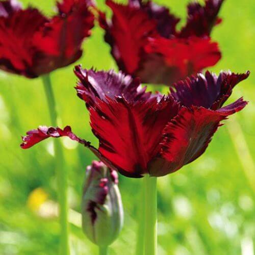 tulipany black parrot na rabaty