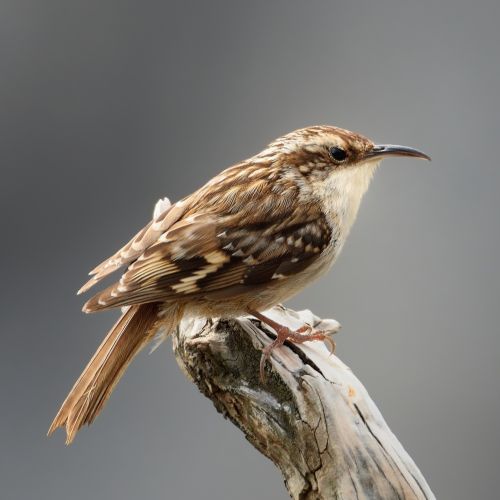 jak wygląda pełzacz ogrodowy