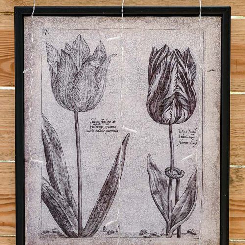 Botaniczna grafika z tulipanami w czarnej ramie na drewnianej ścianie w rustykalnym wnętrzu.