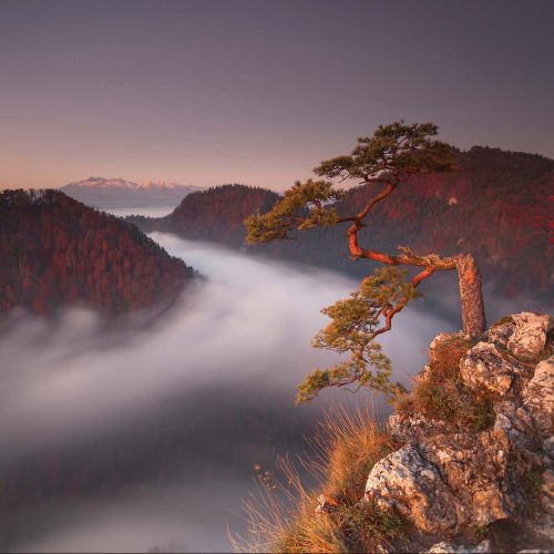 sokolica poranek we mgle