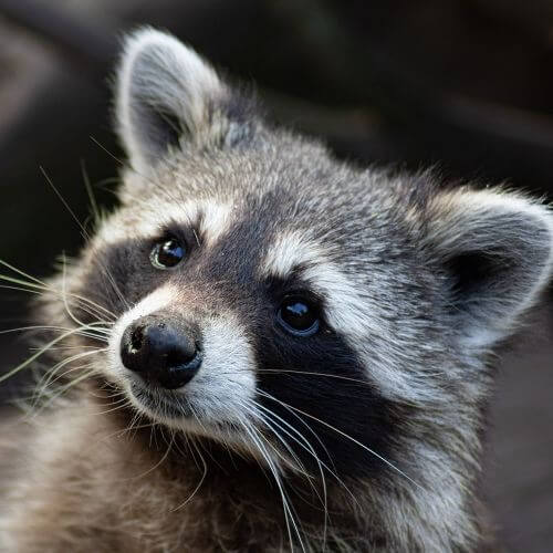 jak wygląda szop pracz