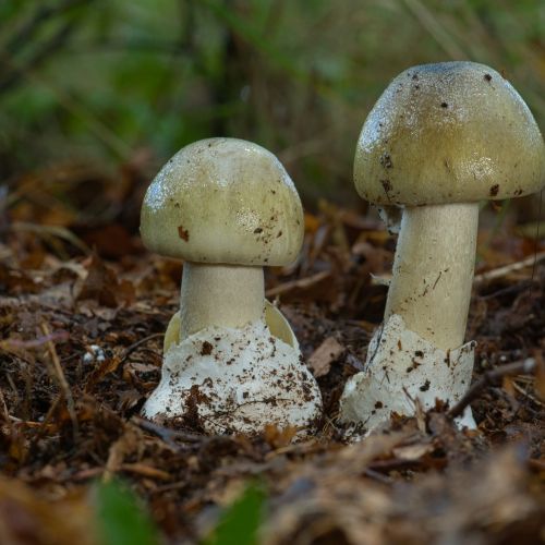jak wygląda muchomor sromotnikowy