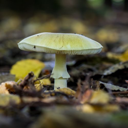 jak wygląda muchomor sromotnikowy
