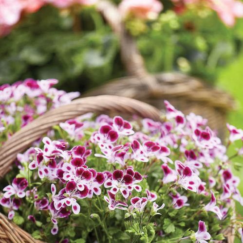kwiaty pelargonie