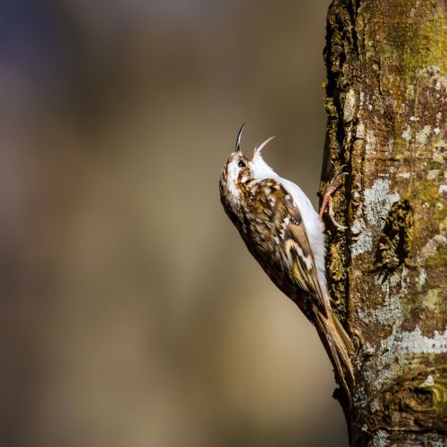 jak wygląda pełzacz ogrodowy