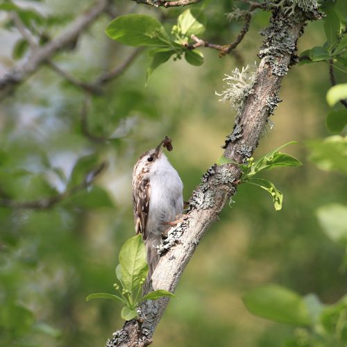 jak wygląda pełzacz ogrodowy
