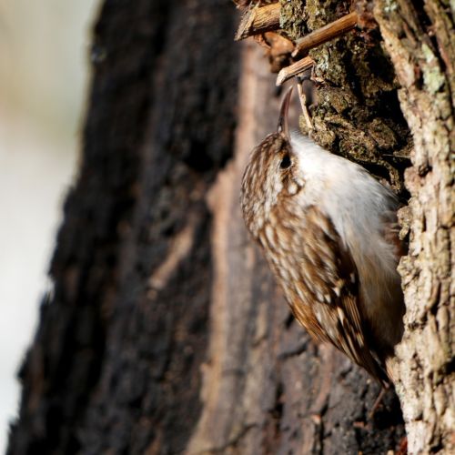 jak wygląda pełzacz ogrodowy