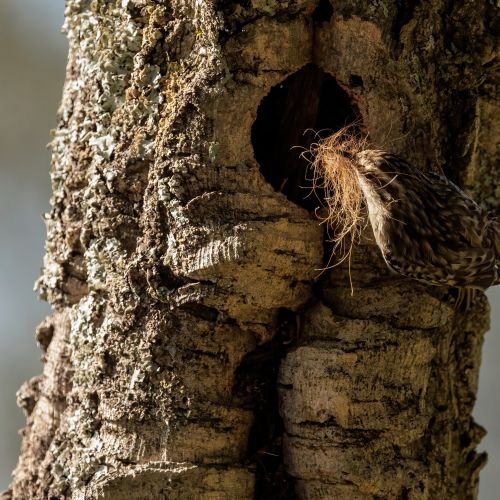 jak wygląda pełzacz ogrodowy