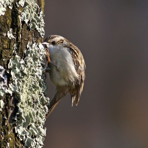 jak wygląda pełzacz ogrodowy