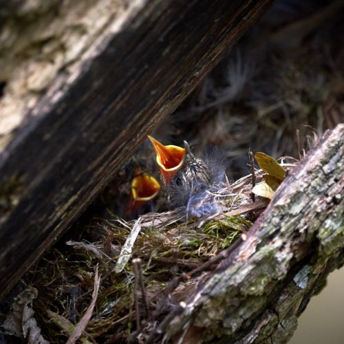 jak wygląda pełzacz ogrodowy