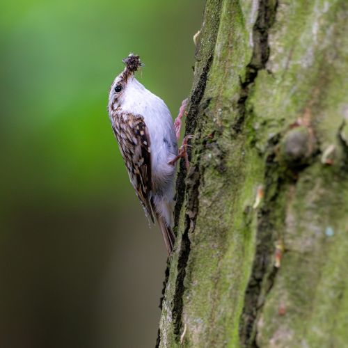 jak wygląda pełzacz ogrodowy