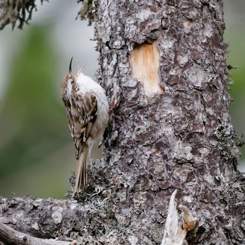 co je pełzacz ogrodowy