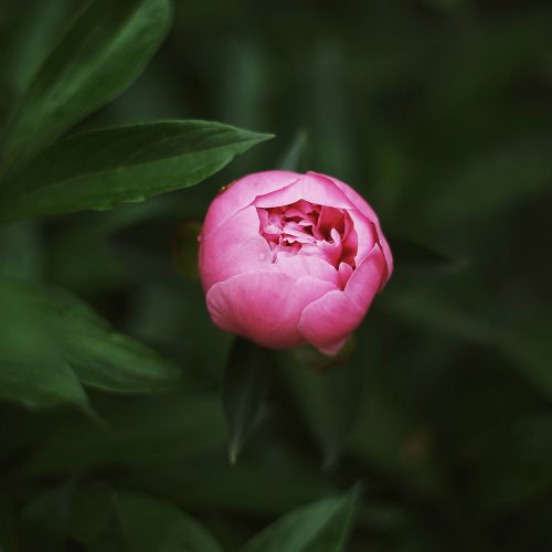 piwonie odmiany