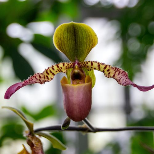 orchidea odmiany