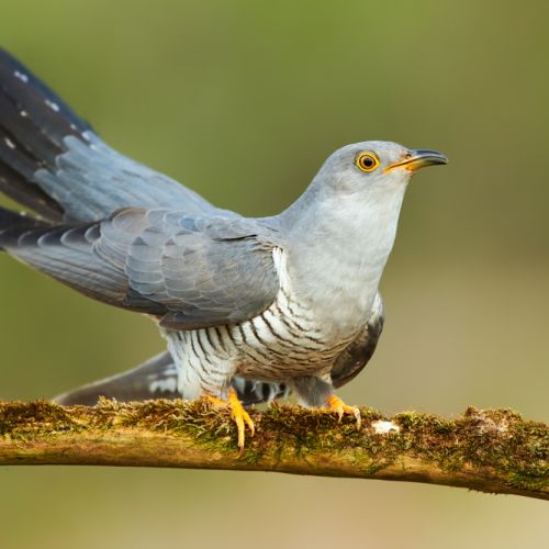kukułka, jak wygląda kukułka, wygląd kukułki, zdjęcie kukułki