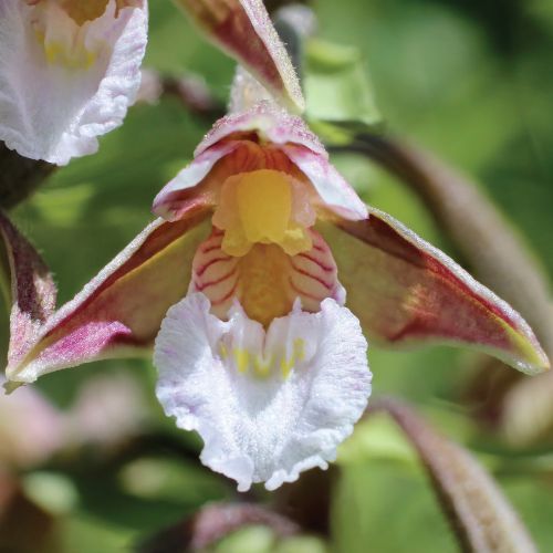 orchidea odmiany