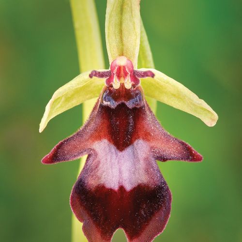 orchidea odmiany