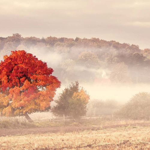 jesienne mgły o poranku