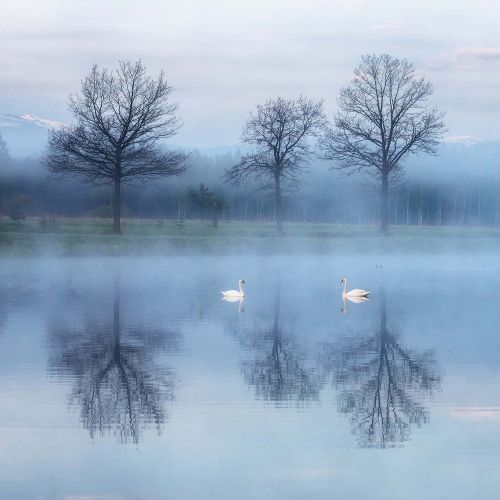 łabędzie na jeziorze we mgle