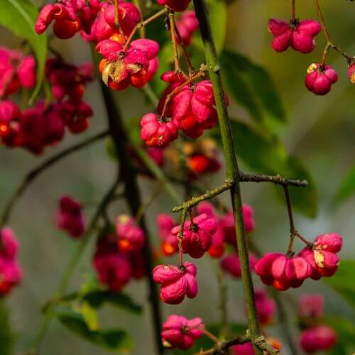 euonymus