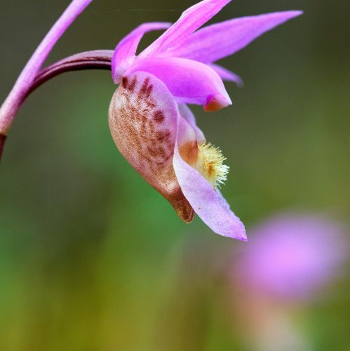 orchidea odmiany