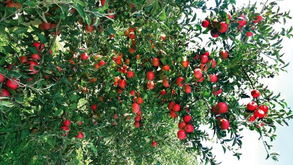 Dlaczego warto mieć stare odmiany jabłoni w ogrodzie? Radzi właścicielka gospodarstwa sadowniczego